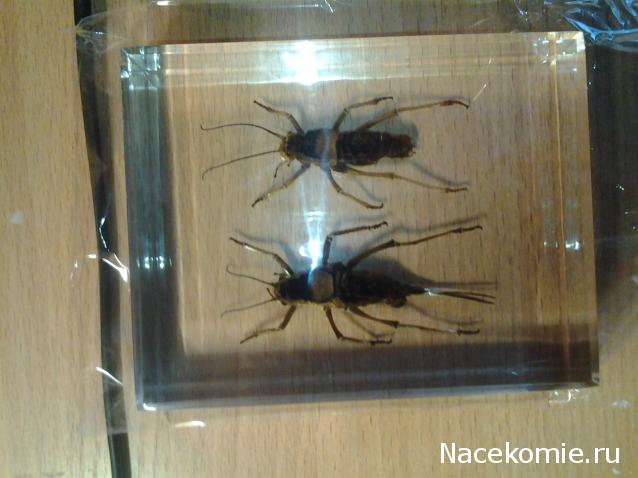 Насекомые и их знакомые. Спец.выпуск №3 - Шароголовый кузнечик