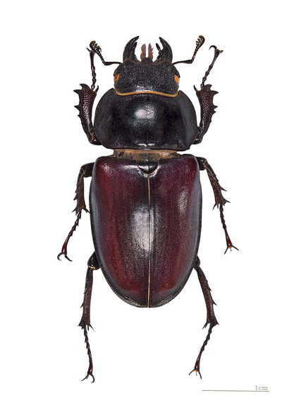 Насекомые №60 - Жук-олень (Lucanus sp.)