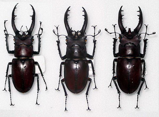 Насекомые №60 - Жук-олень (Lucanus sp.)