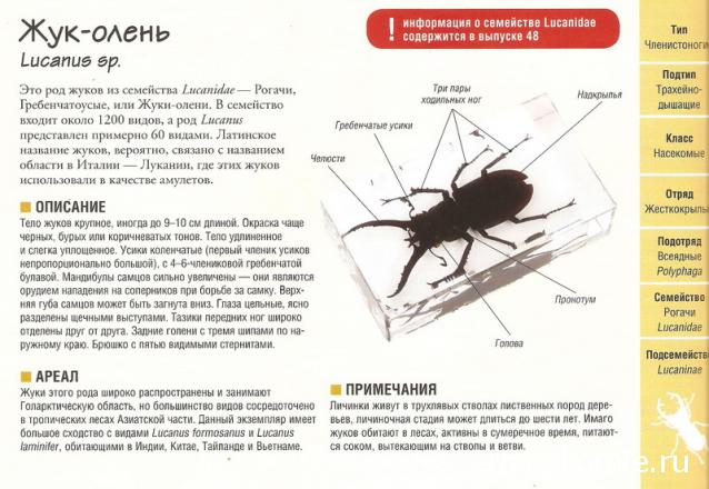 Насекомые №60 - Жук-олень (Lucanus sp.)