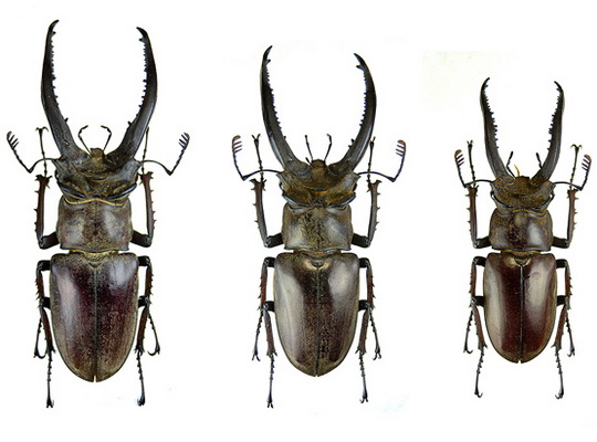 Насекомые №60 - Жук-олень (Lucanus sp.)