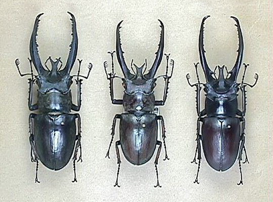 Насекомые №60 - Жук-олень (Lucanus sp.)