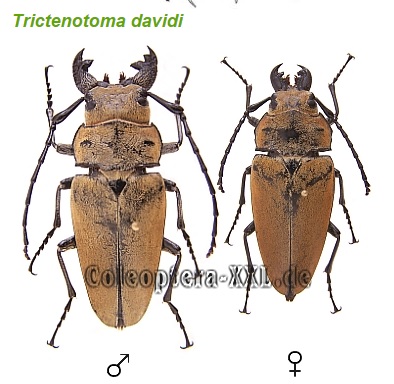 Насекомые №61 - Триктенотома (Trictenоtoma sp)