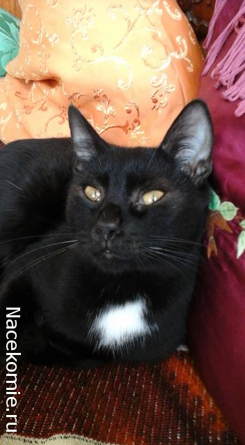 Дамы эпохи - Болталка №2 (соседняя палата)