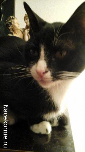 Дамы эпохи - Болталка №2 (соседняя палата)