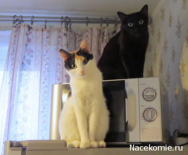 Дамы эпохи - Болталка №2 (соседняя палата)