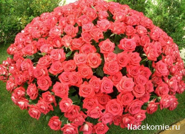 Albusya - "Dream House"