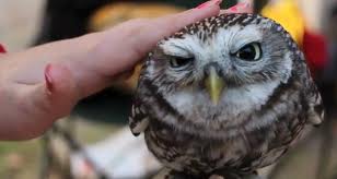 Sovenok - Очень долгая история...:)