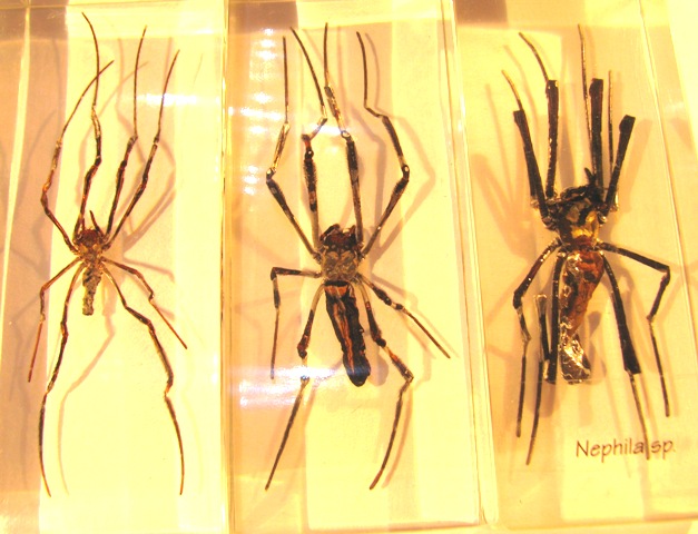 Насекомые №59 - Золотой кругопряд (Nephila sp.)