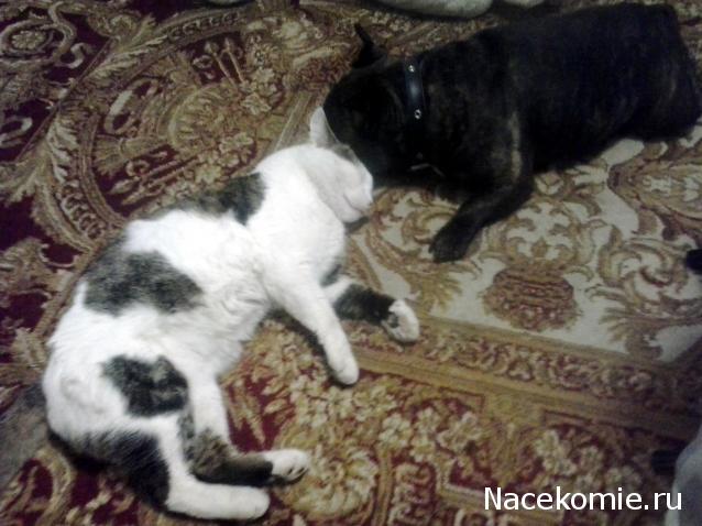 Дамы эпохи - Болталка №2 (соседняя палата)