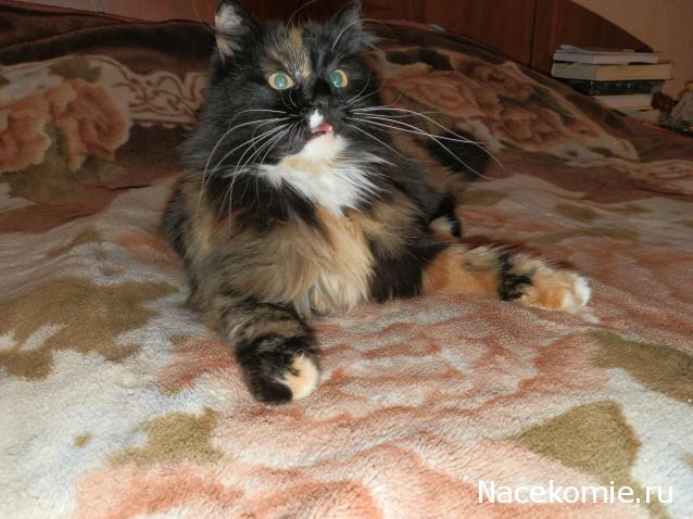 Дамы эпохи - Болталка №2 (соседняя палата)