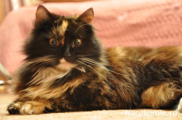 Дамы эпохи - Болталка №2 (соседняя палата)