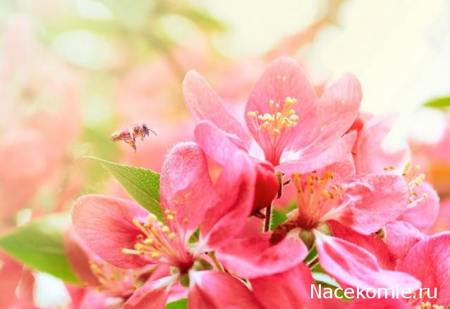 Наши Дни Рождения