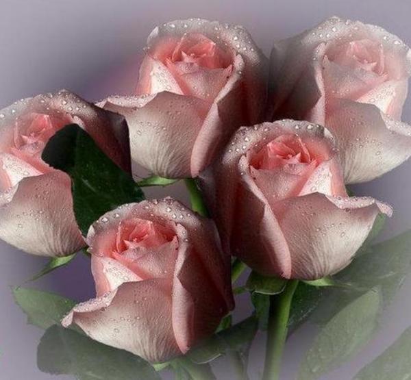 Kittyrina - мой любимый домик и мои масяньки