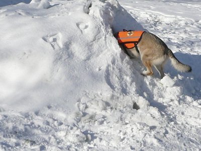 Ribka - У "Мечты" начинает вырисовываться стиль...