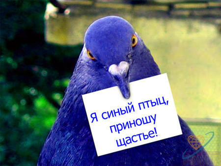 Дом Мечты наши дни рождения