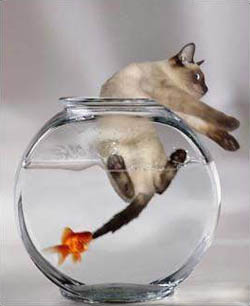 Дом Мечты наши дни рождения