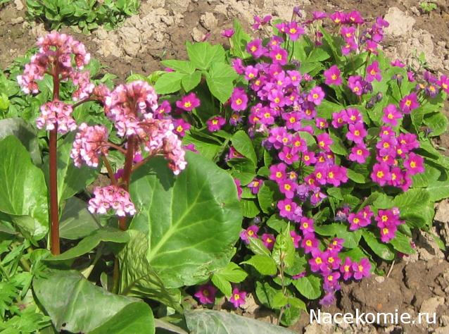 Дамы эпохи - Болталка №2 (соседняя палата)