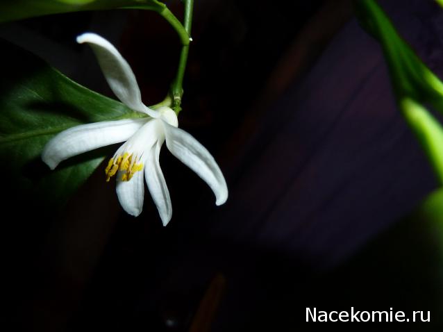 Дамы эпохи - Болталка №2 (соседняя палата)