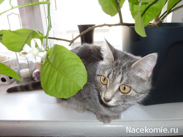 Дамы эпохи - Болталка №2 (соседняя палата)