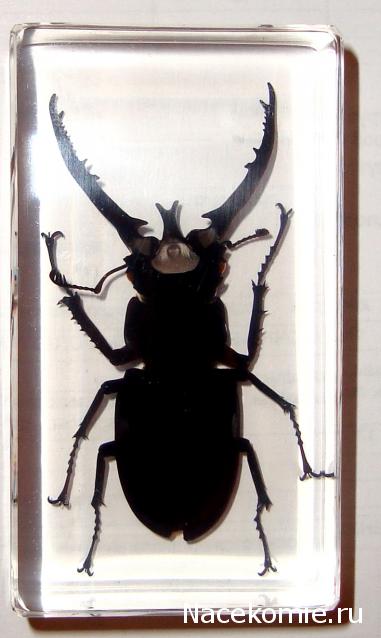 Насекомые №60 - Жук-олень (Lucanus sp.)