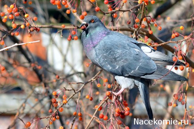 Дежурная Часть - Болталка форума Полицейские Машины Мира