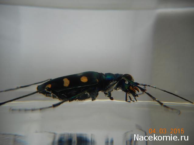 Насекомые №58 - Жук-скакун (Cicindelidae)