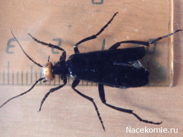 Насекомые №46 - Эпикаута (Epicauta rufidorsum)