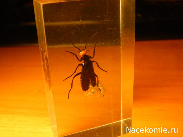 Насекомые №46 - Эпикаута (Epicauta rufidorsum)