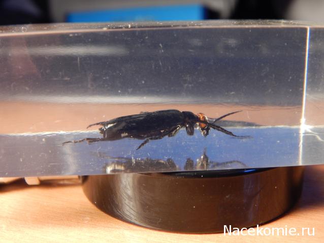 Насекомые №46 - Эпикаута (Epicauta rufidorsum)