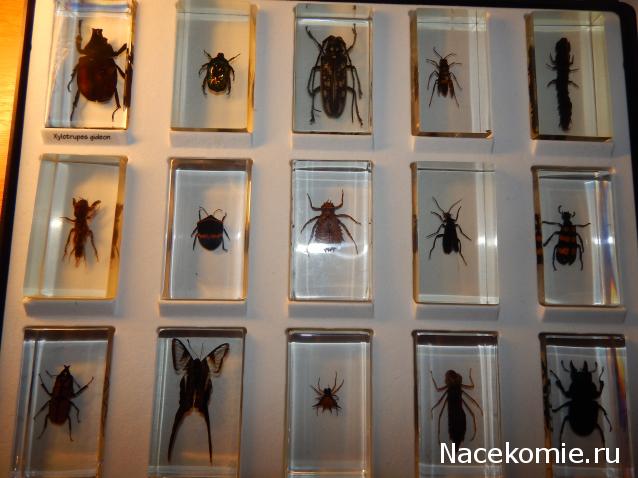 Насекомые №50 - Белый парусник (Lamproptera curius)