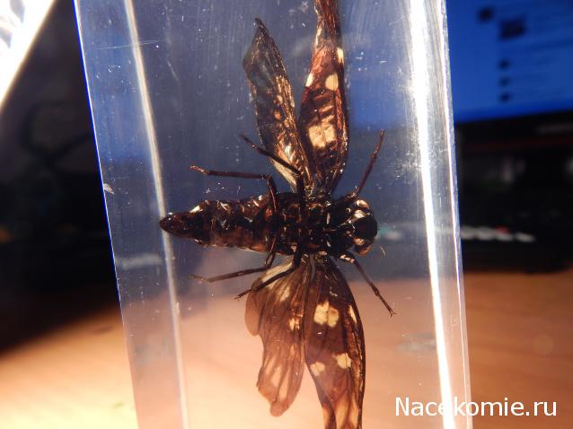 Насекомые №49 - Цикада (Gaeana maculata)