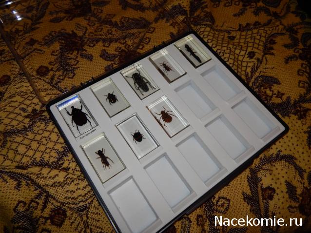 Насекомые №45 - Настоящая стрекоза (Личинка) (Libellulidae)