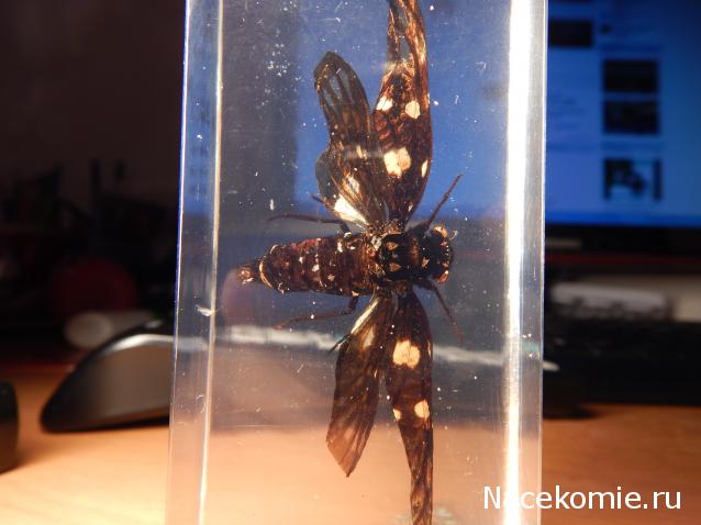 Насекомые №49 - Цикада (Gaeana maculata)