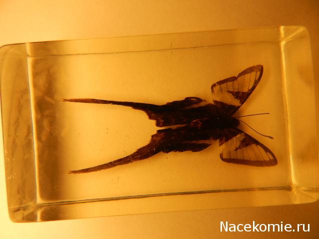 Насекомые №50 - Белый парусник (Lamproptera curius)