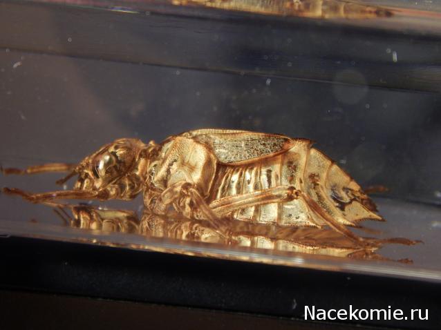 Насекомые №45 - Настоящая стрекоза (Личинка) (Libellulidae)