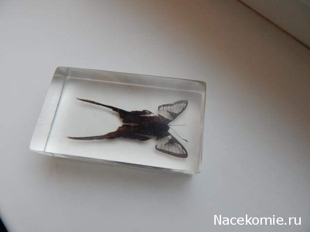 Насекомые №50 - Белый парусник (Lamproptera curius)