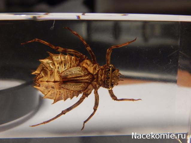Насекомые №45 - Настоящая стрекоза (Личинка) (Libellulidae)