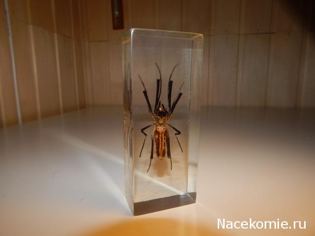 Насекомые №59 - Золотой кругопряд (Nephila sp.)