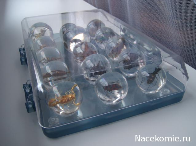 Чудеса Природы хранение журналов и коллекции