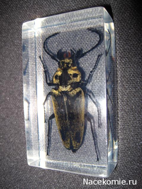 Насекомые №61 - Триктенотома (Trictenоtoma sp)