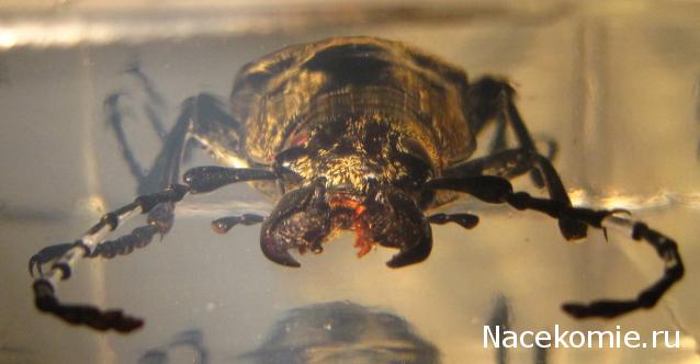 Насекомые №61 - Триктенотома (Trictenоtoma sp)