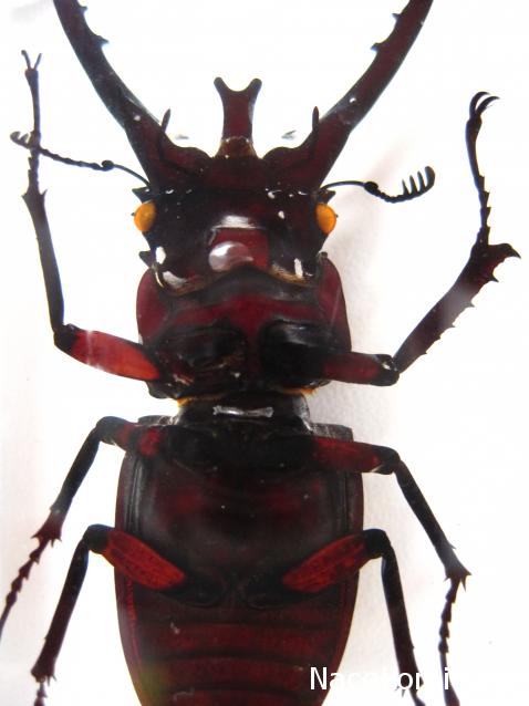 Насекомые №60 - Жук-олень (Lucanus sp.)