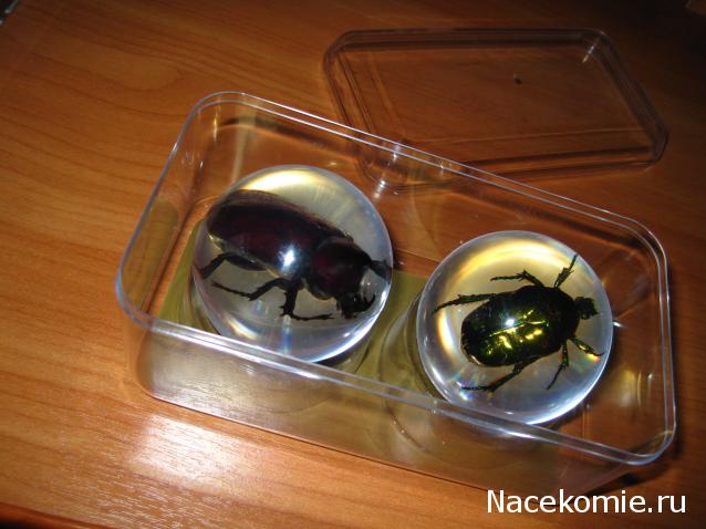 Чудеса Природы хранение журналов и коллекции