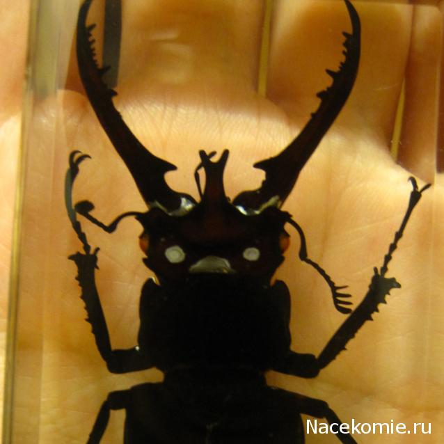 Насекомые №60 - Жук-олень (Lucanus sp.)