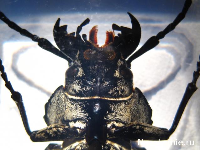 Насекомые №61 - Триктенотома (Trictenоtoma sp)