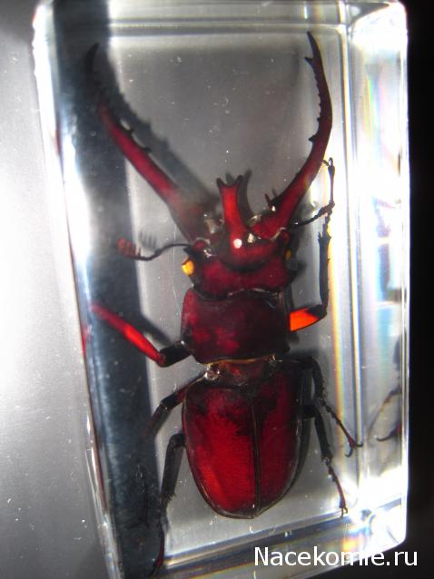 Насекомые №60 - Жук-олень (Lucanus sp.)