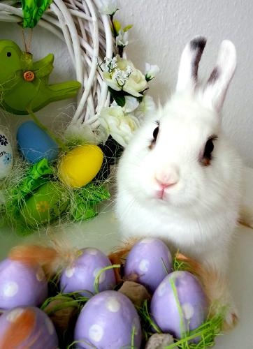 ПАСХАЛЬНЫЙ ЗАЯЦ 2015.