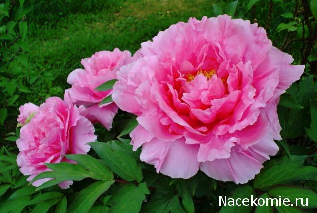 Wazira - Дом на краю России