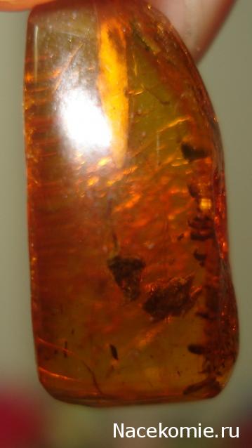 Минералы Сокровища Земли №84 - Янтарь